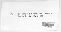 Alternaria brassicae image